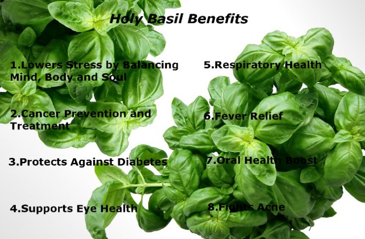 Best Holy Basil Supplement Brands Autumn Damask   HolyBasilBenefits 736x483 